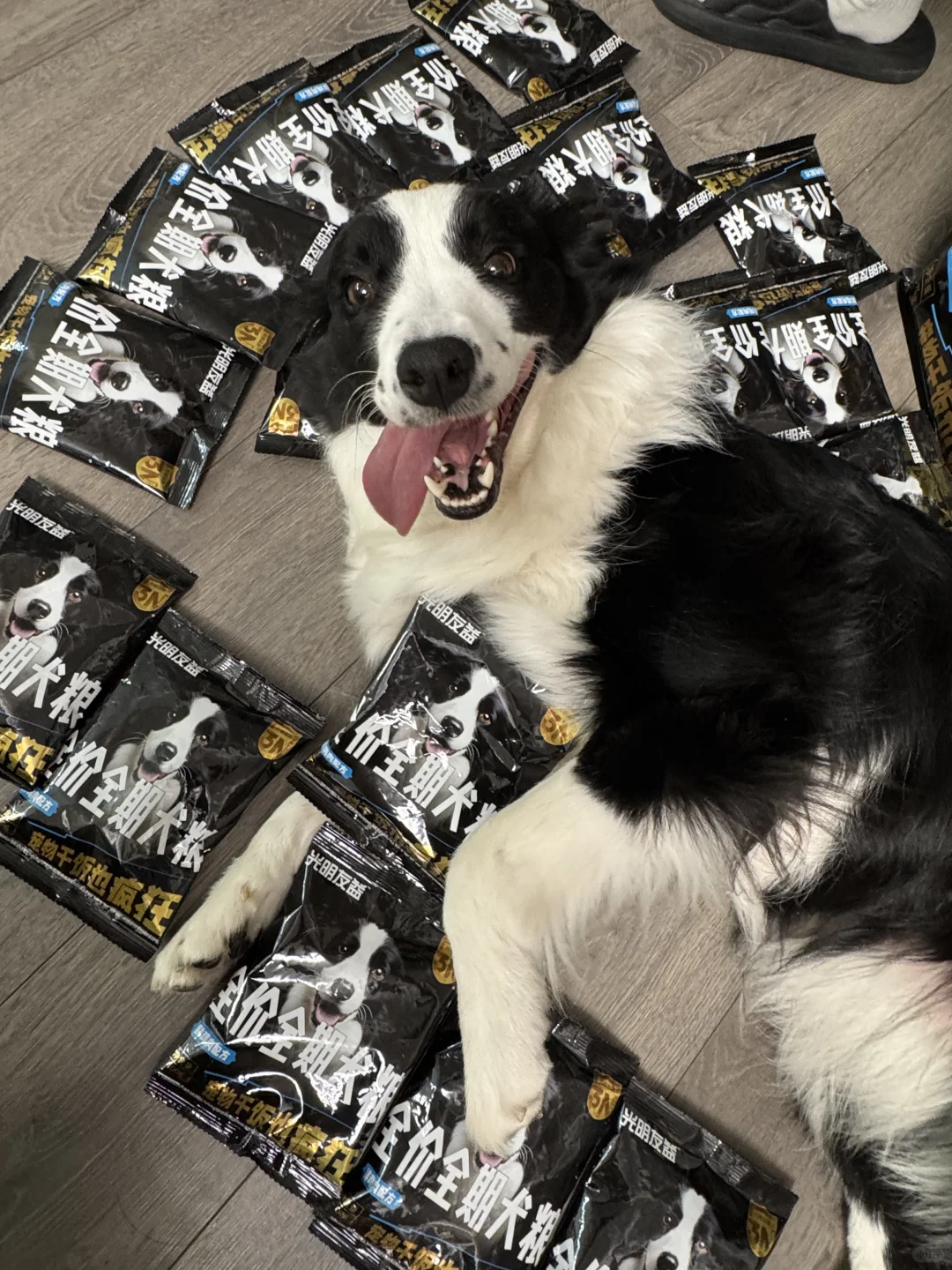 今日份狗子的快乐开箱?