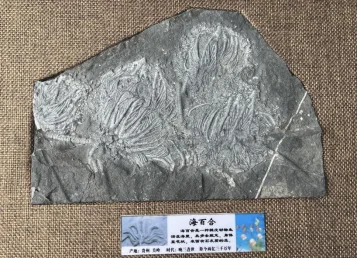 你在博物馆也难见到的真实藏品——灵竹化石