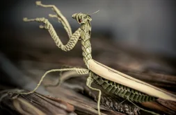 成都免费看展｜郫都区非遗创意设计周