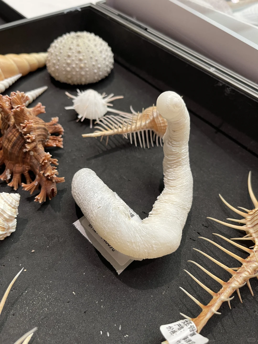 杭州国际贝壳展 现场实图