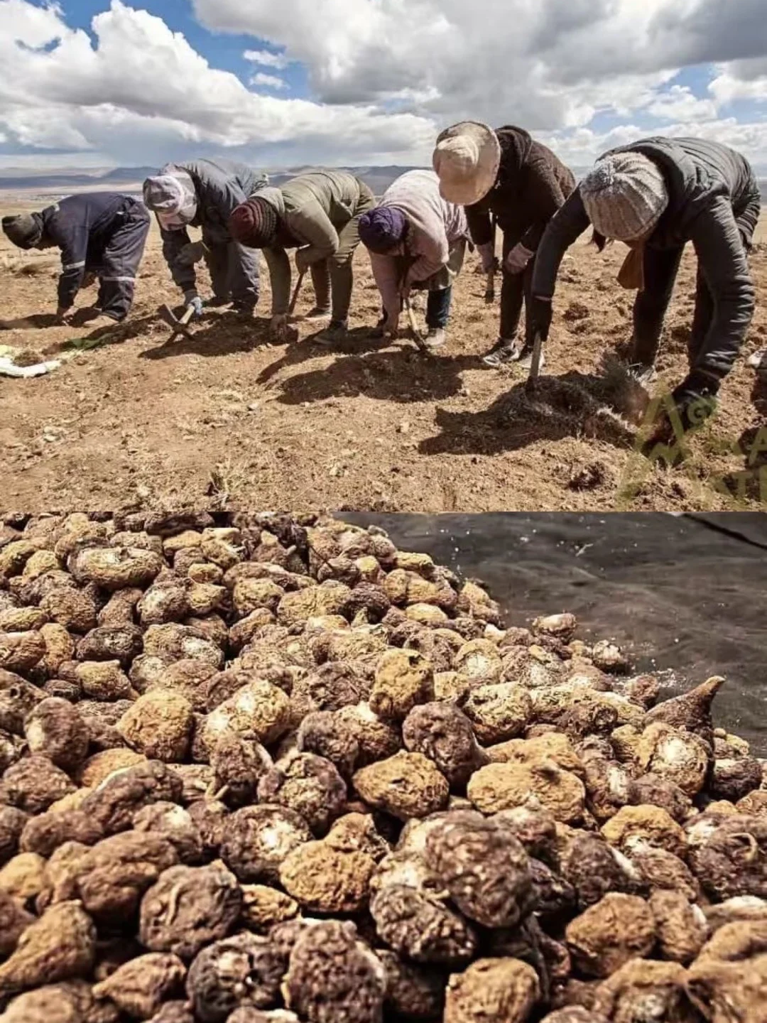 ?进博会㊙️钰程携手秘鲁超级食品登陆中国?