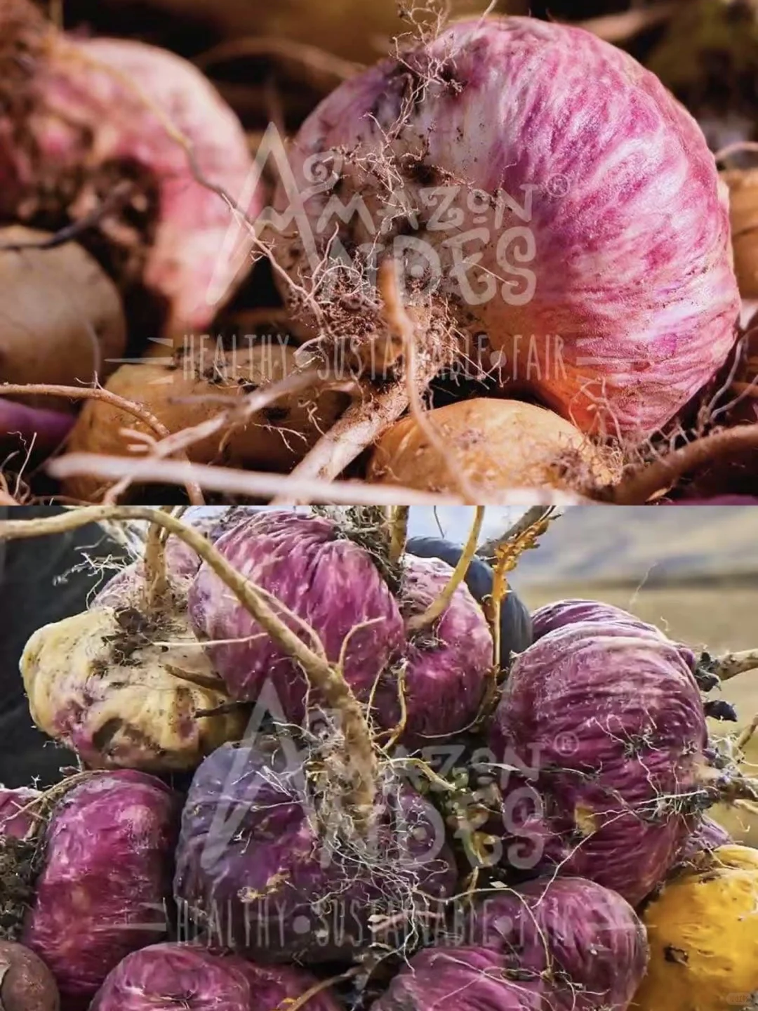 ?进博会㊙️钰程携手秘鲁超级食品登陆中国?