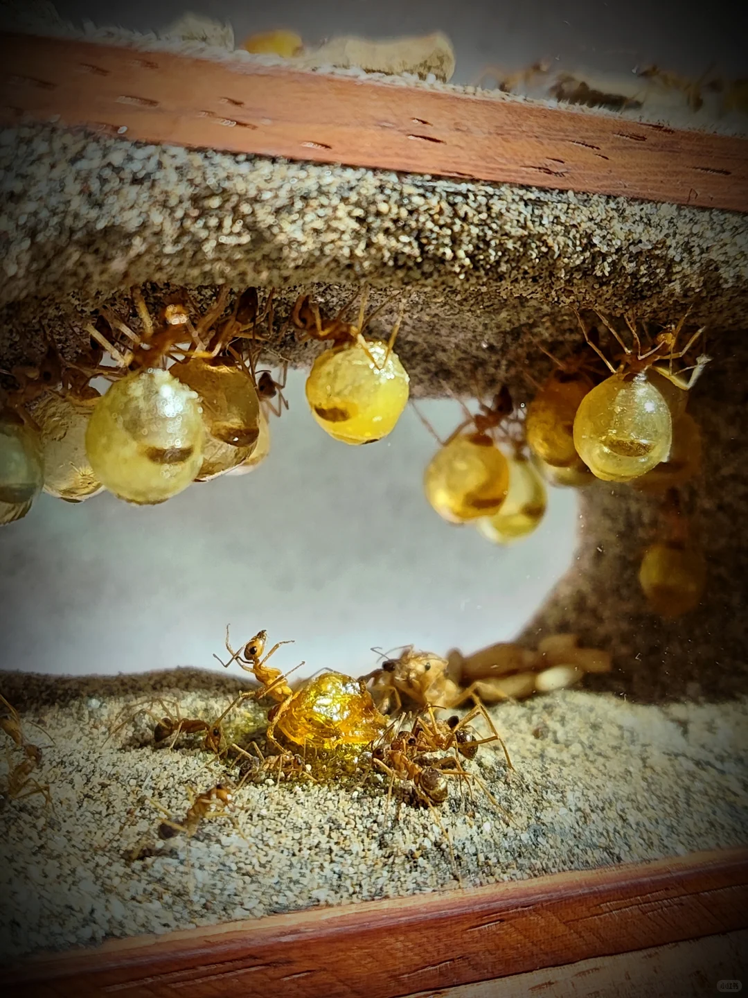 成都看展①○④｜年底工艺品大集哪家强?