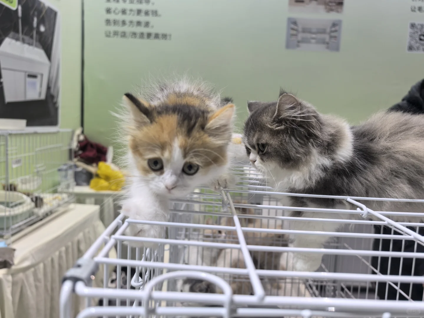 ? 南坪悦宠宠物博览会（万圣场）