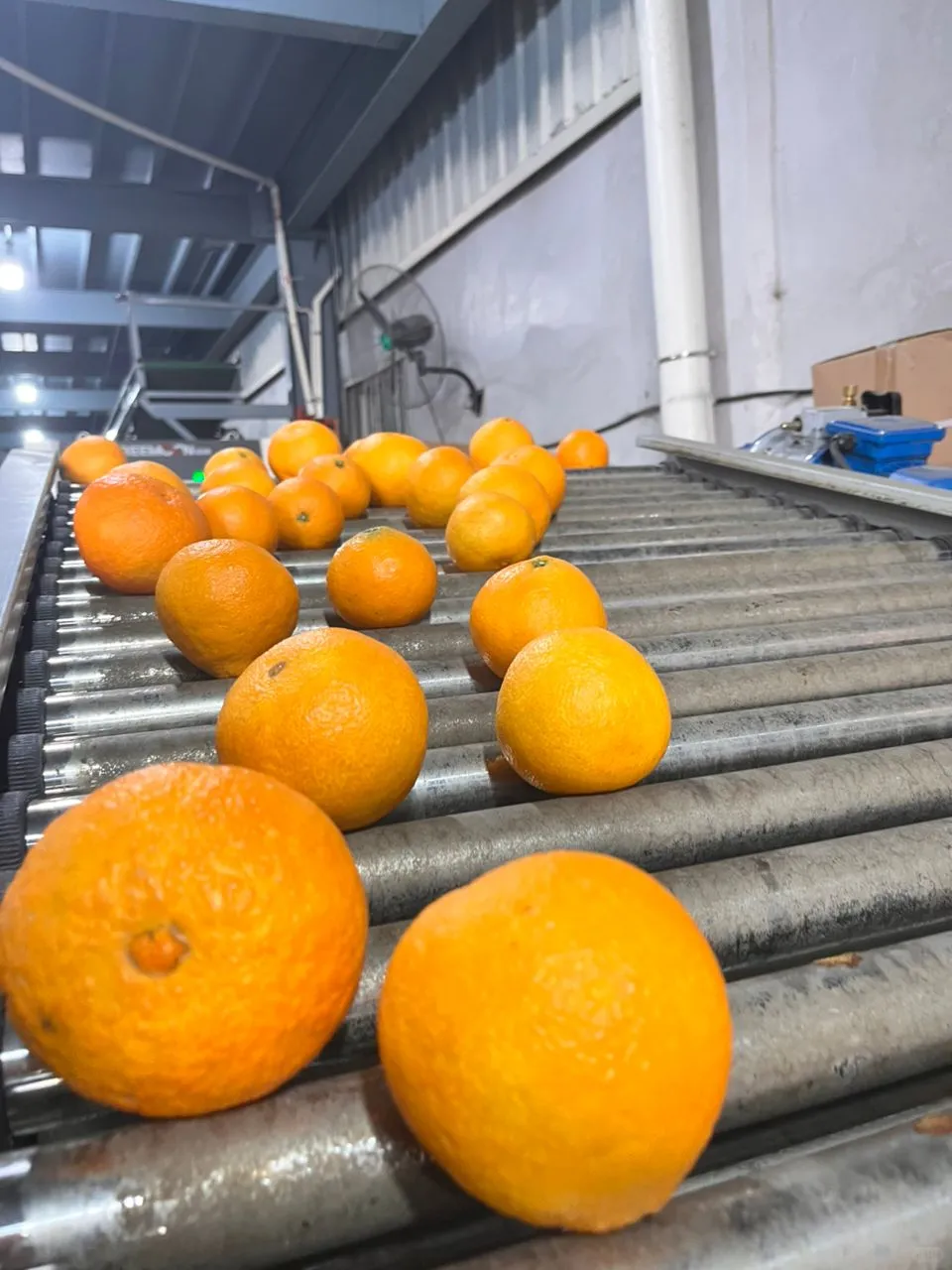 ? 水果分选与检测设备