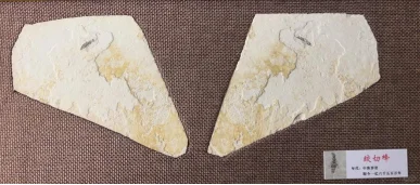 你在博物馆也难见到的真实藏品——灵竹化石