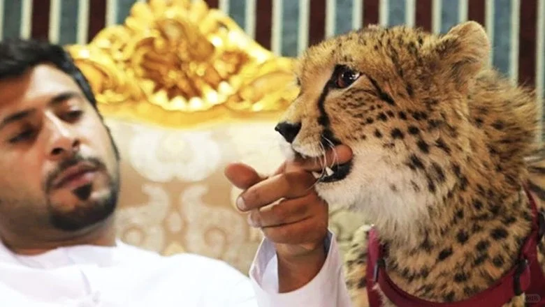 为你介绍阿联酋基本情况（四）