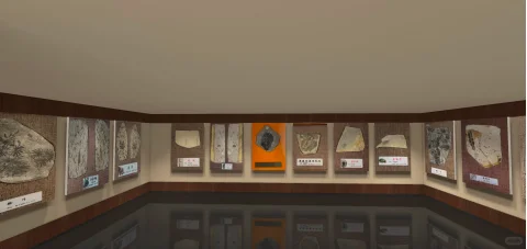 你在博物馆也难见到的真实藏品——灵竹化石