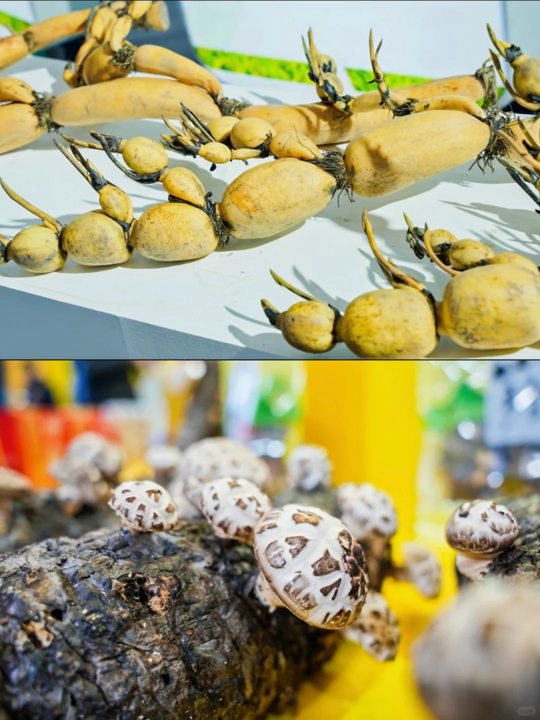 2025湖北农博会来了！年货提前囤，科技感拉满