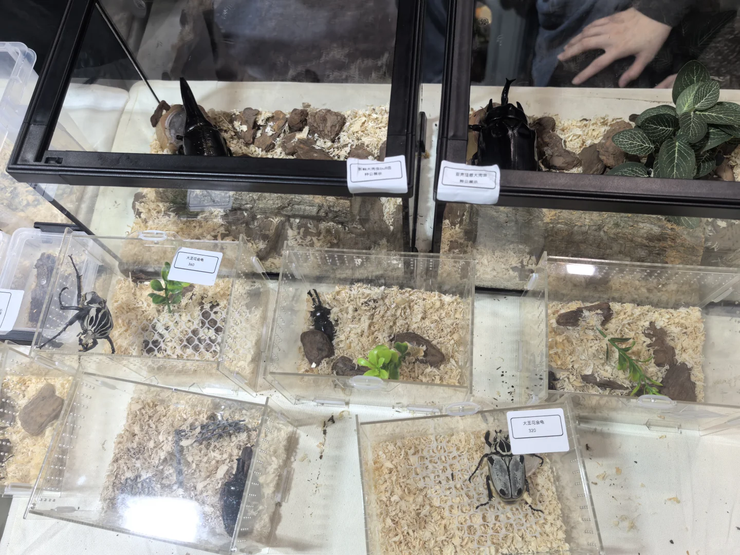 ? 南坪悦宠宠物博览会（万圣场）