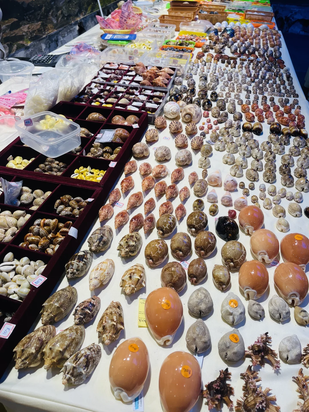 杭州贝壳展，攻略来了