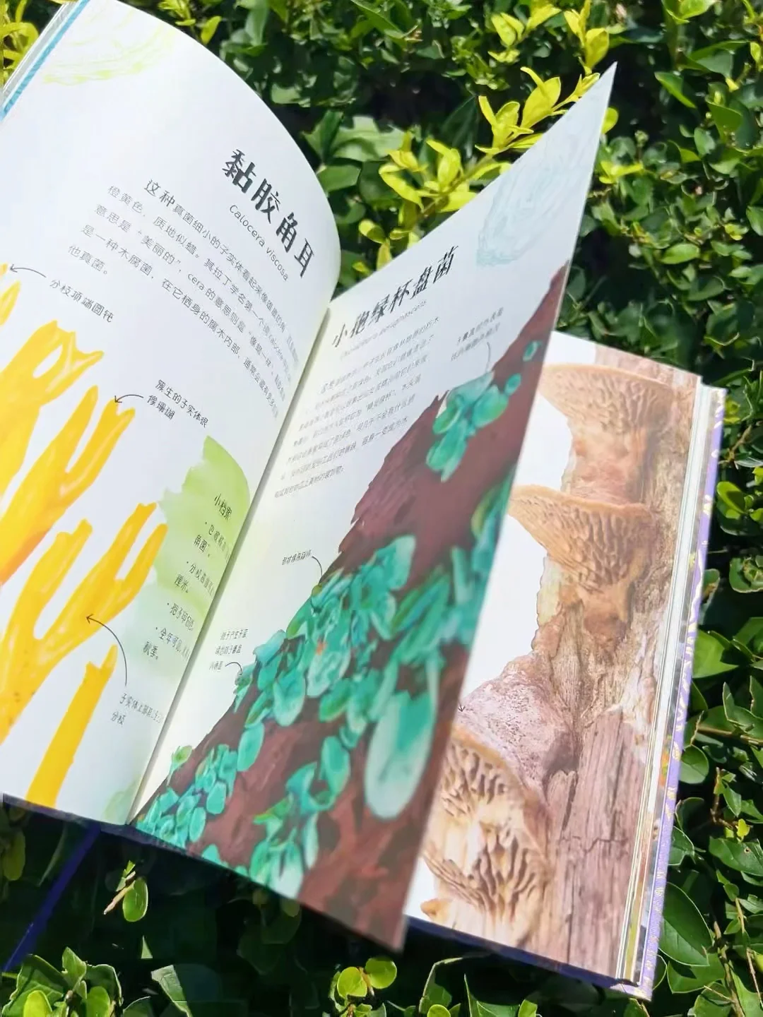 ?送30颗真矿石！实物超惊艳（收到被美晕