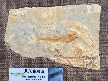 你在博物馆也难见到的真实藏品——灵竹化石