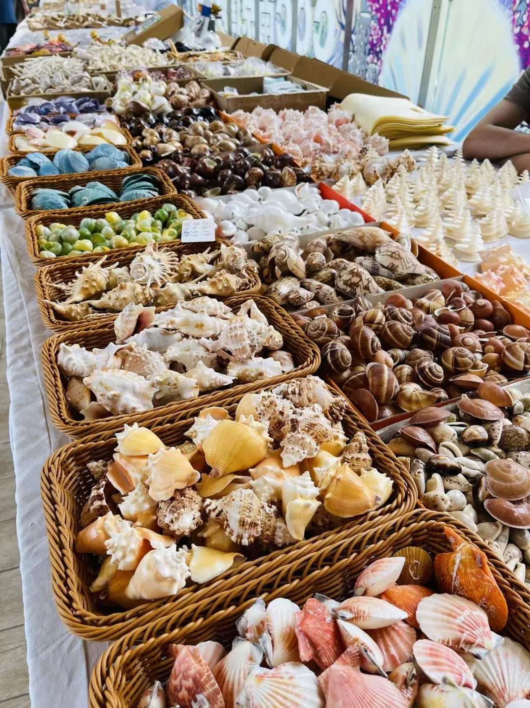 杭州贝壳展，攻略来了