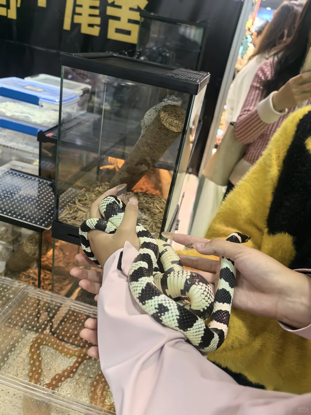 ? 南坪悦宠宠物博览会（万圣场）