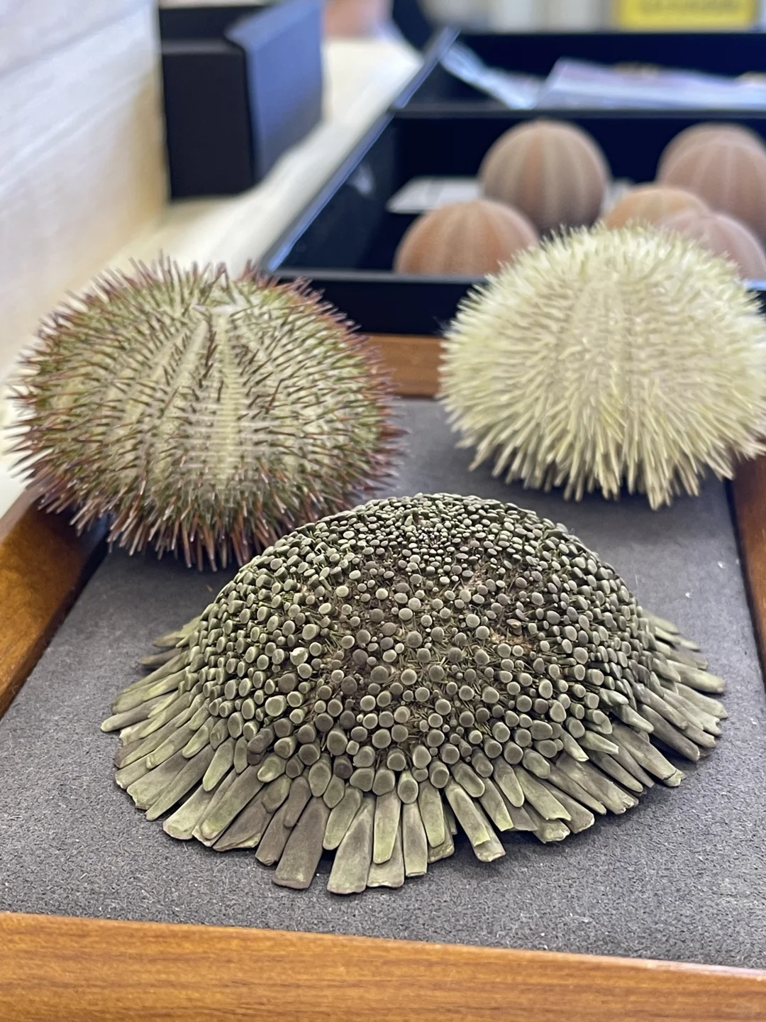 杭州贝壳展，攻略来了