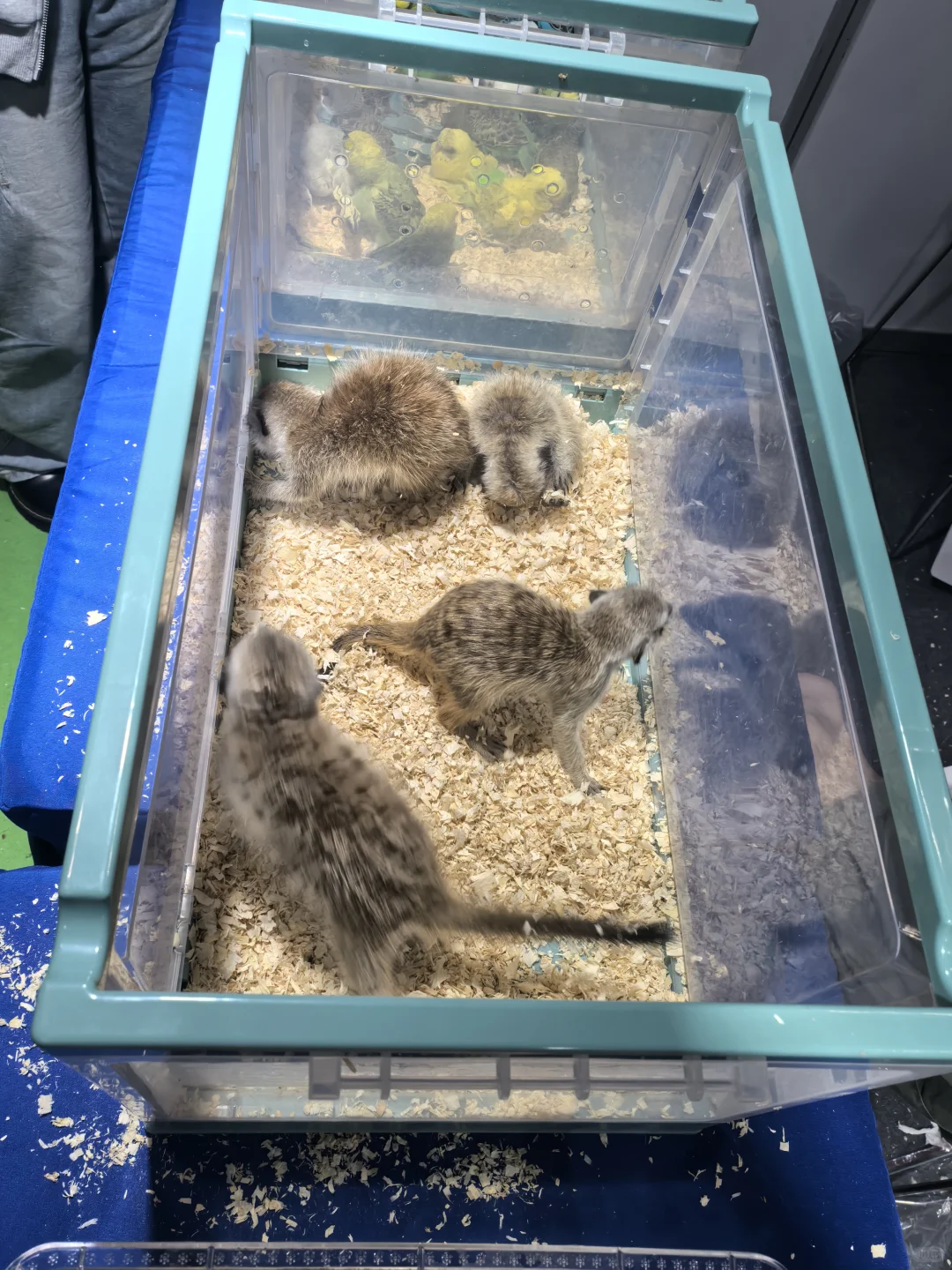 ? 南坪悦宠宠物博览会（万圣场）