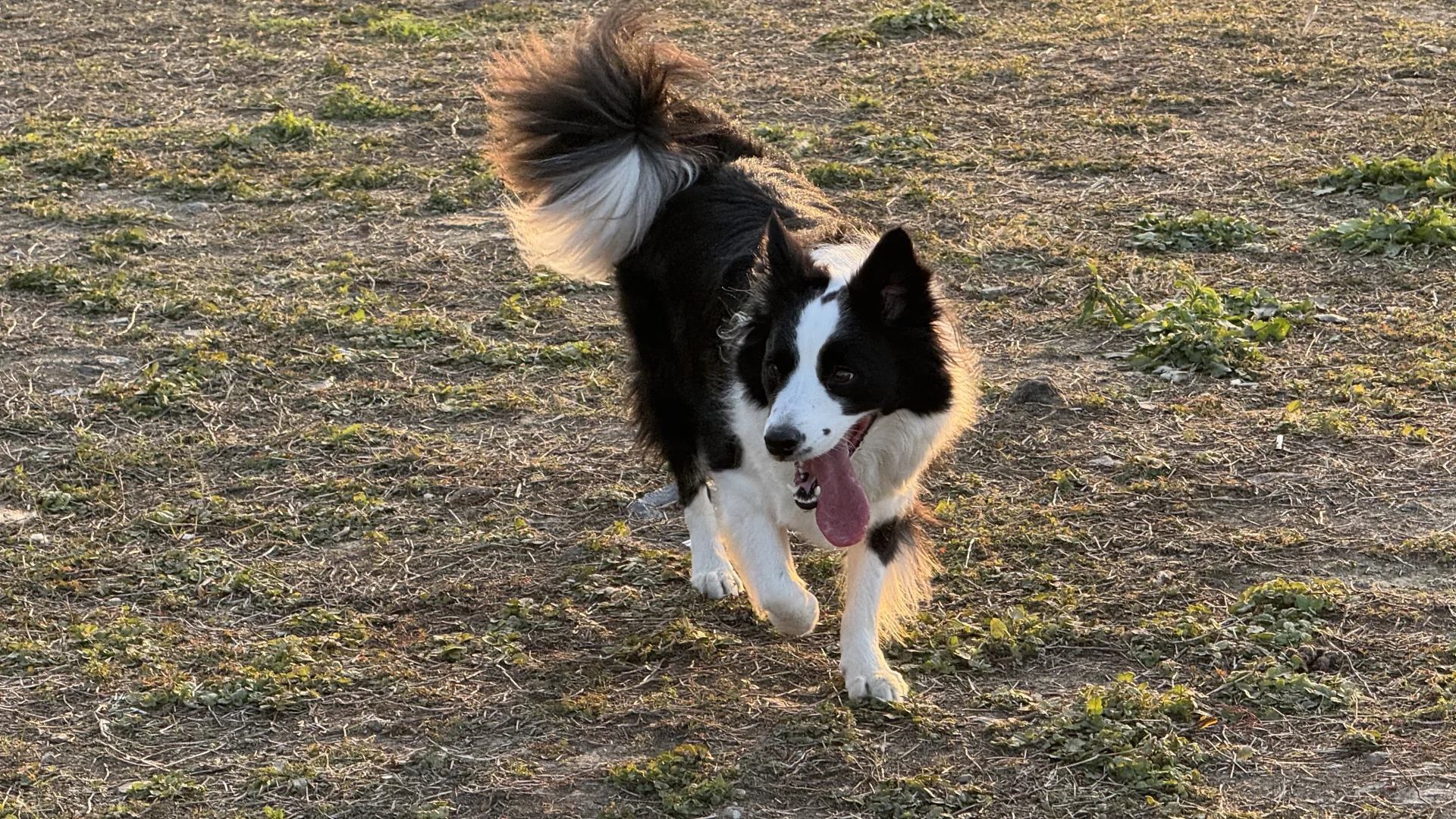 今日份狗子的快乐开箱?