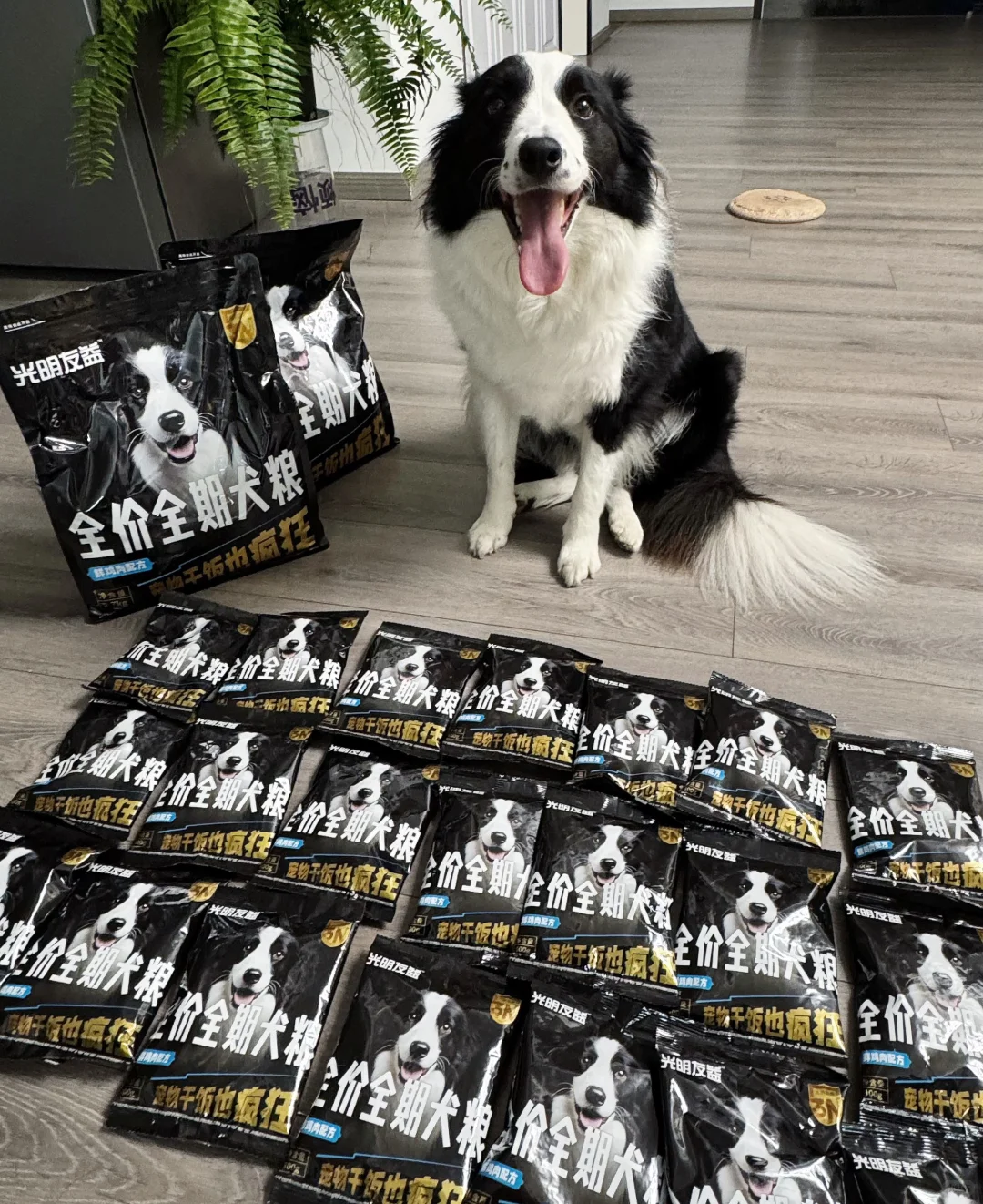 今日份狗子的快乐开箱?