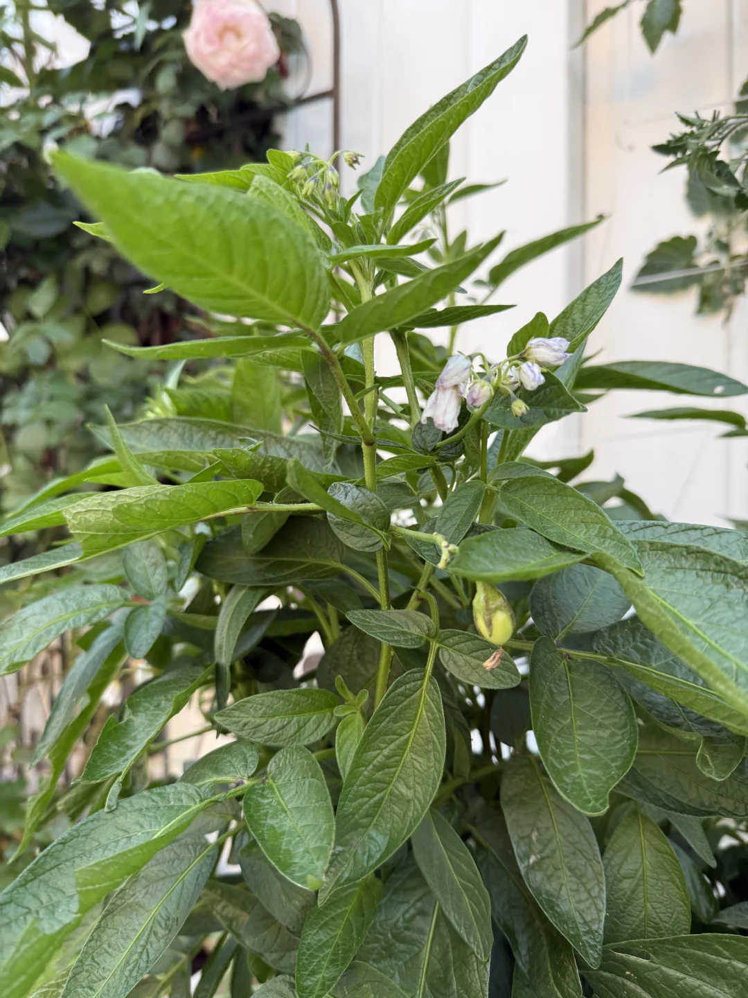 小小菜园 种满蔬果