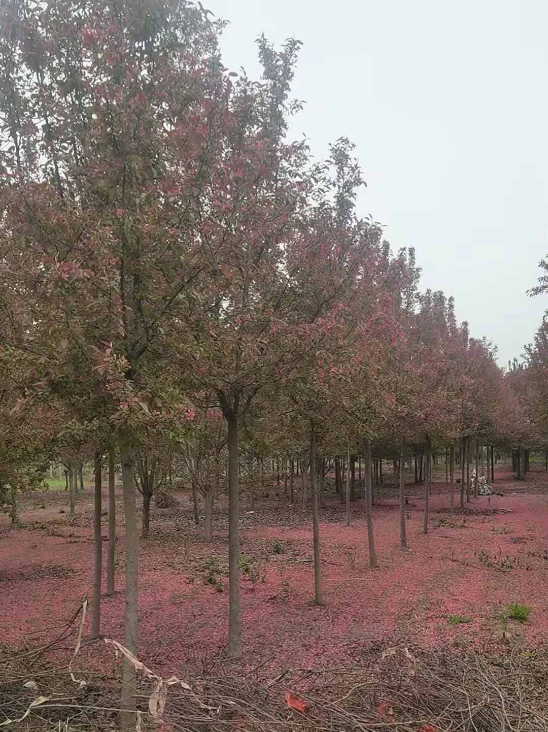 ?济宁400亩苗木基地直供｜工程/庭院优选