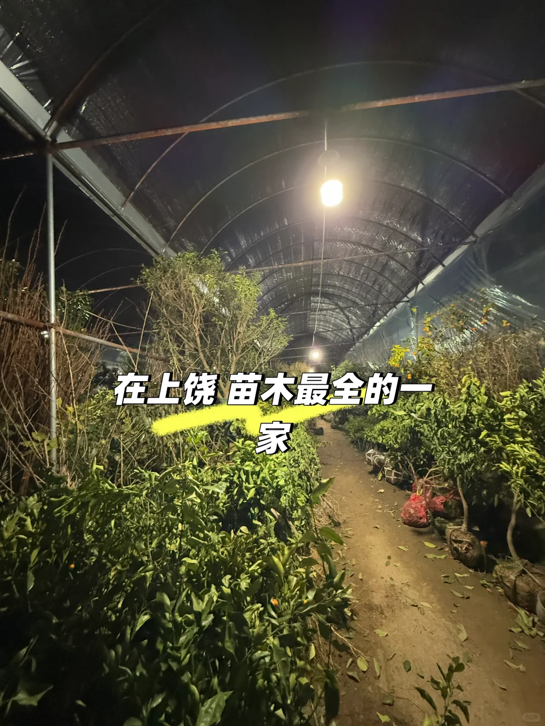 两天一更新? 苗木批发 ???