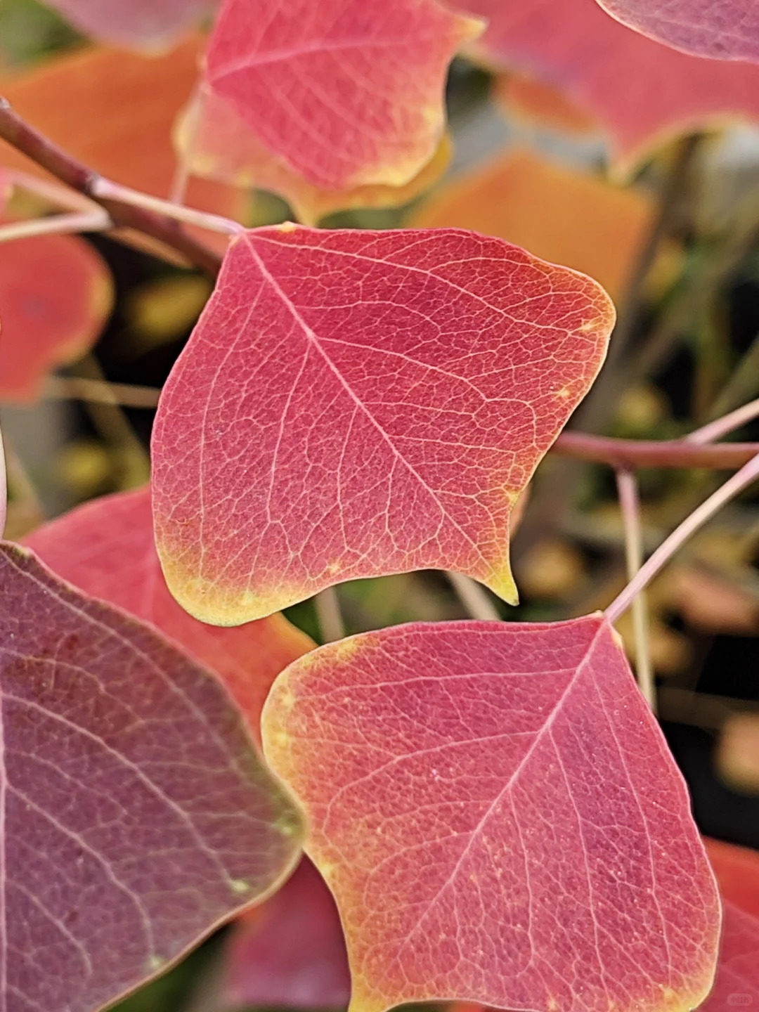 捡来的乌桕长大了