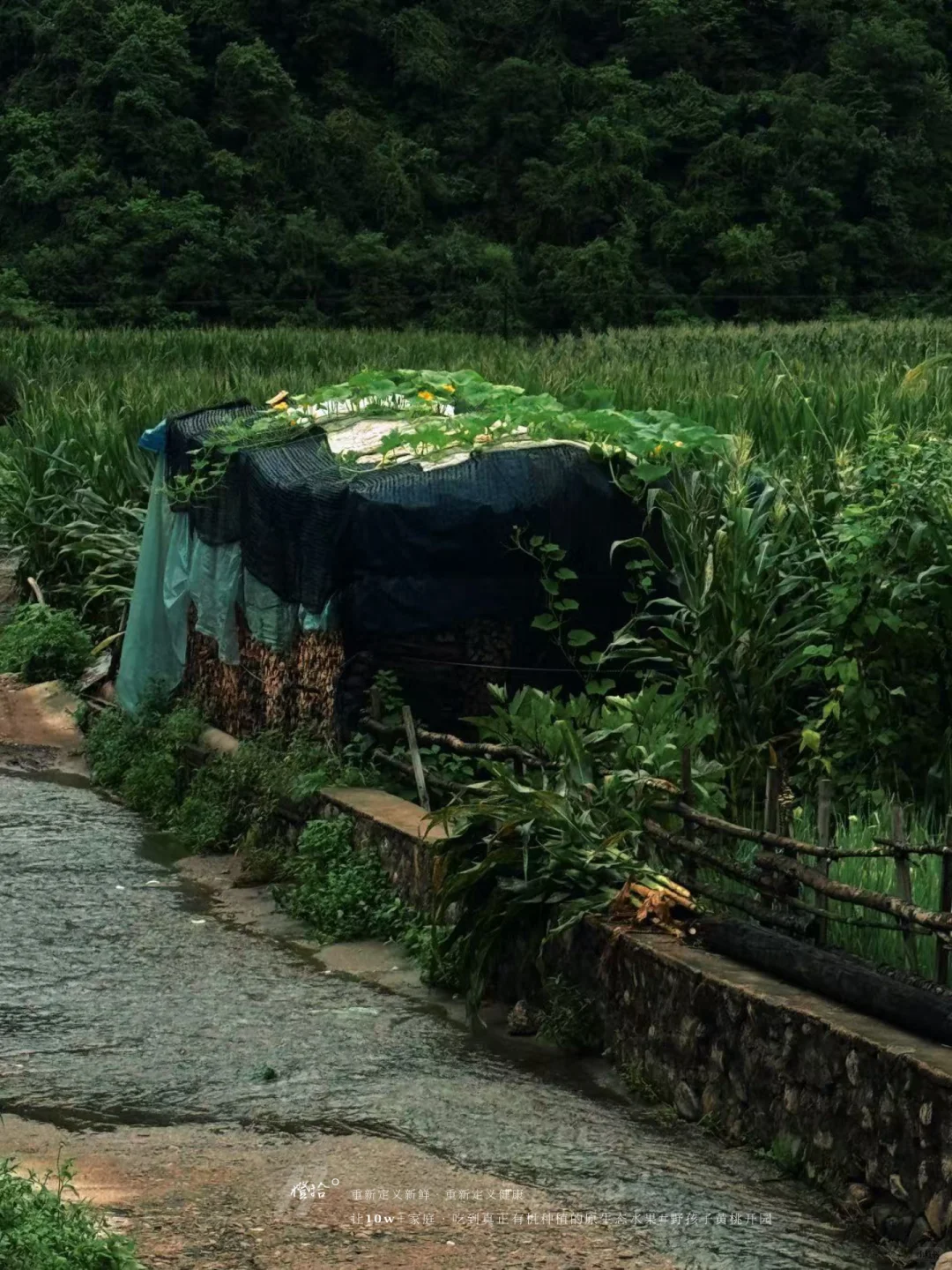 新农人必看！?表演?压力轻松YIN流