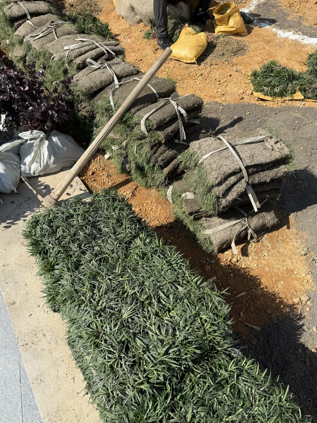 自建房小院开始种花花草草啦????