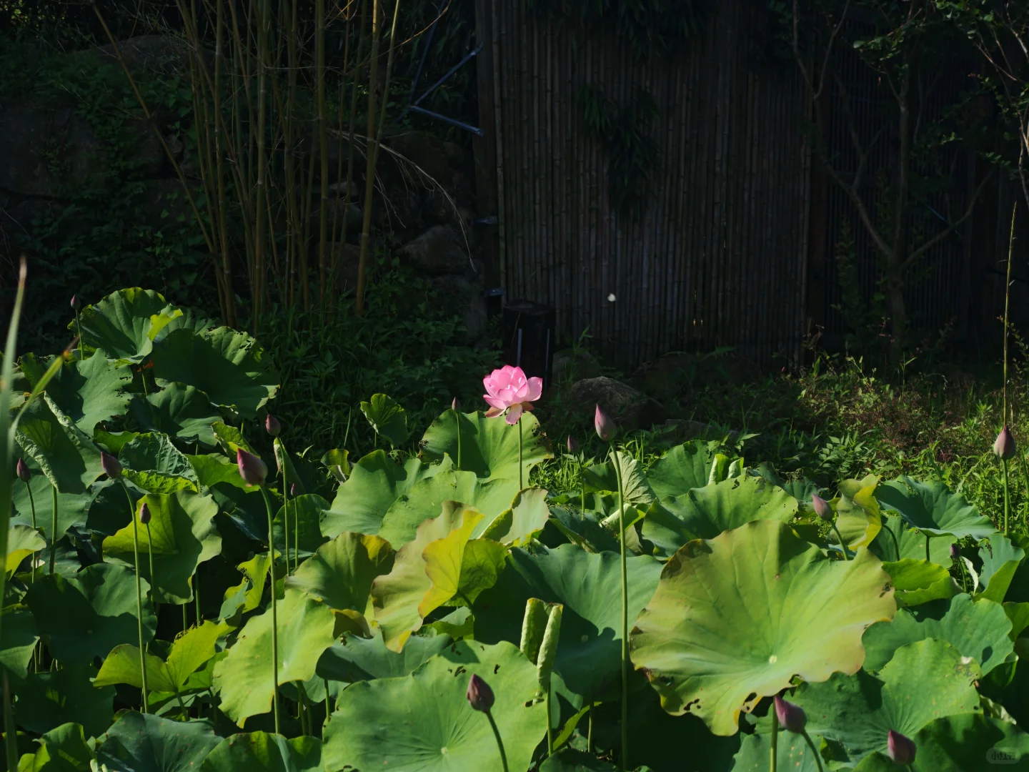乡村工作第九年