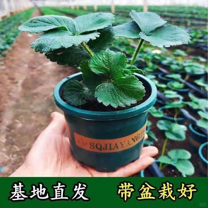 草莓盆栽草莓树草莓苗草莓