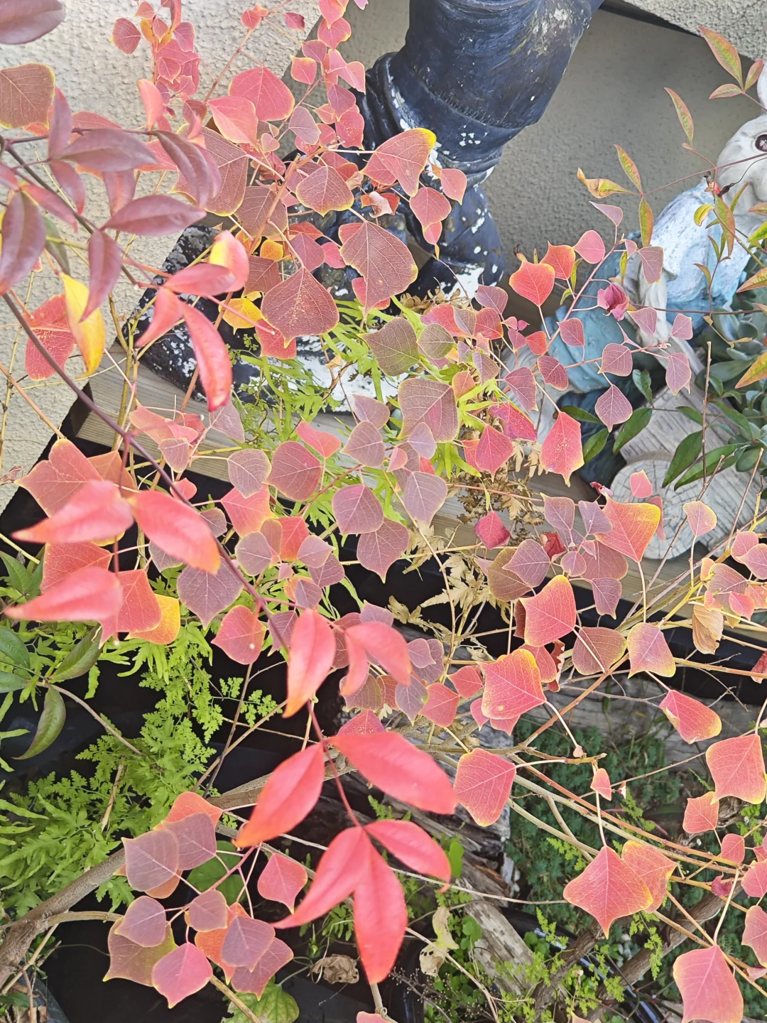 捡来的乌桕长大了