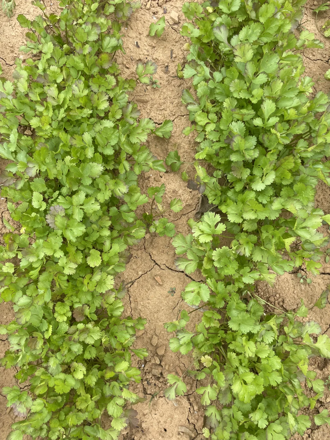 深秋的菜园子！