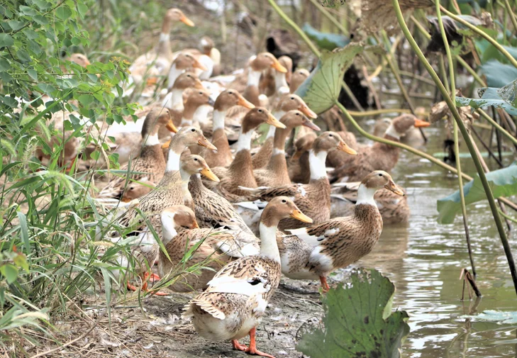 陇南农牧：大地与生命的和谐交响