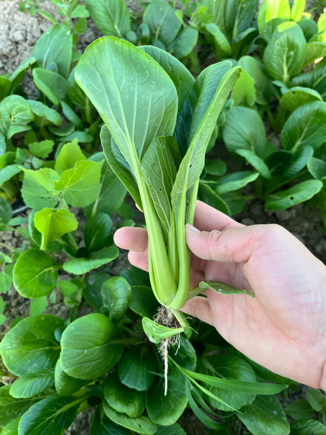 ?自驾30分钟！带娃采摘的好地方又被我发现