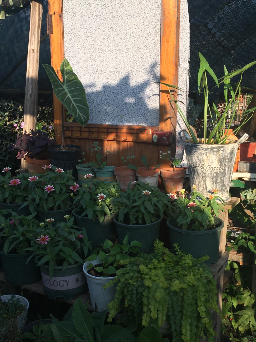 29岁，在广州拥有一个小而美的农场??‍?