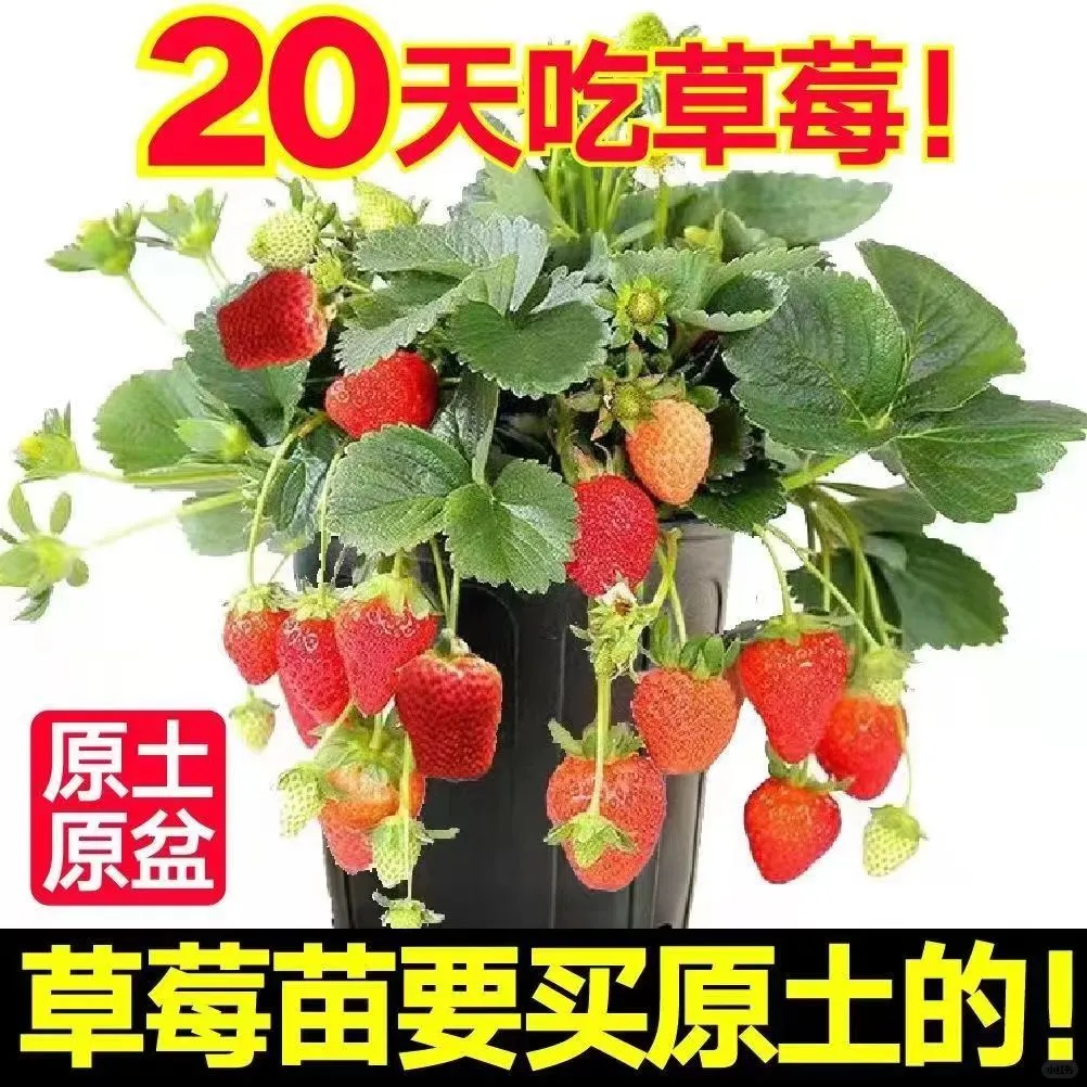 草莓盆栽草莓树草莓苗草莓