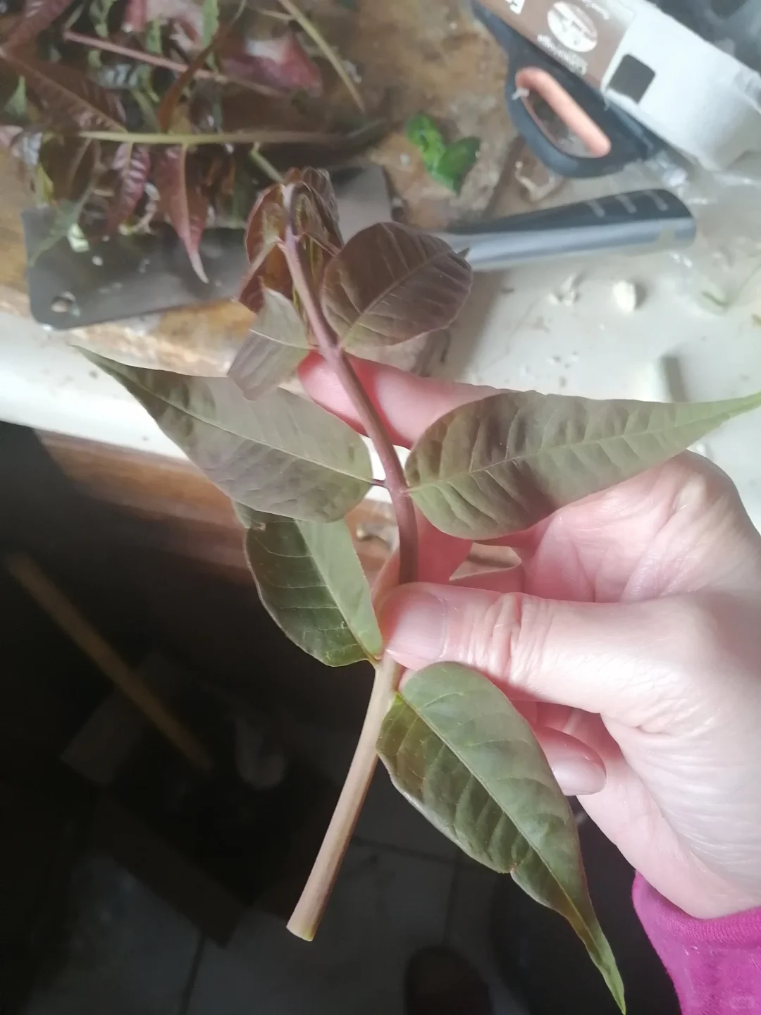 明年香椿树全部卖掉