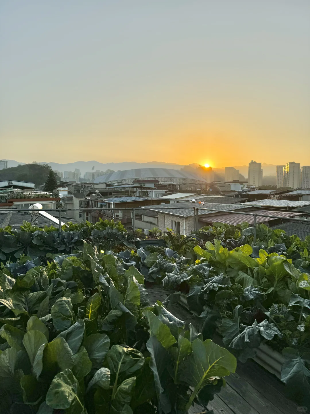 历经两个月从小菜苗到采收大家看我种的如何