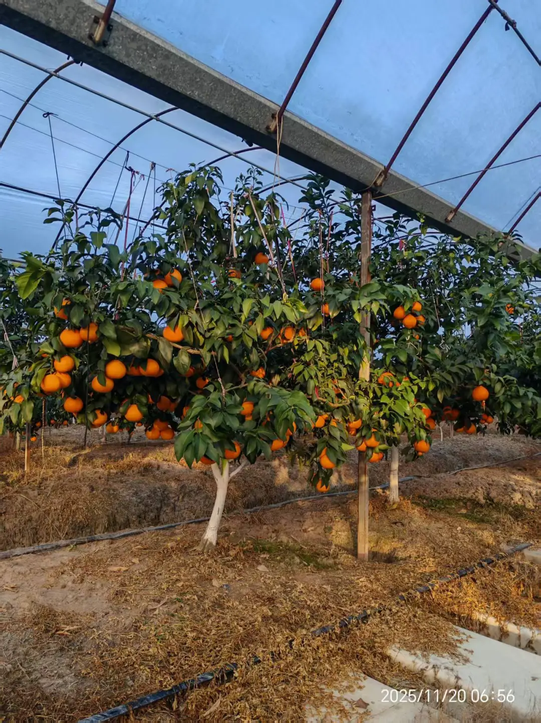 好吃的水果！！农村果园直发红美人?