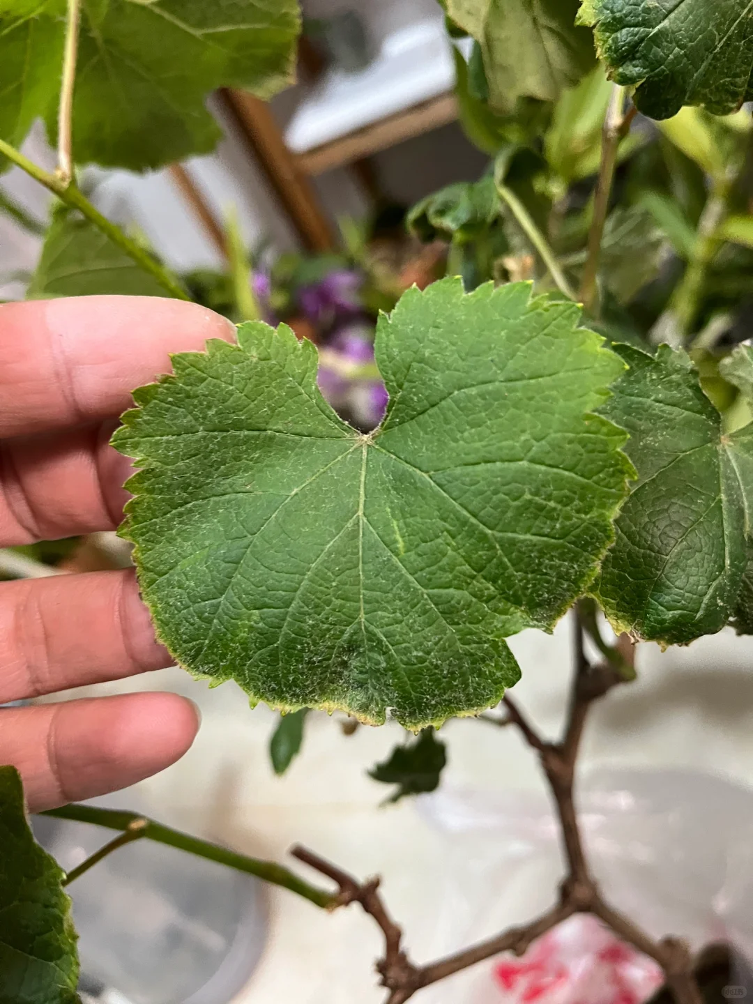 有人懂葡萄修剪吗？求赐教