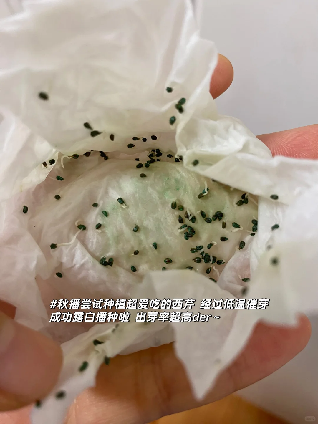 秋播种植记｜报告 秋播的序幕已在8月拉开～?