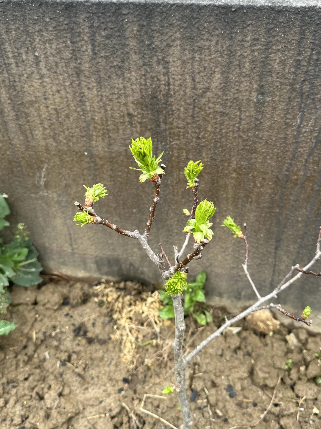 山楂树长这样吗？