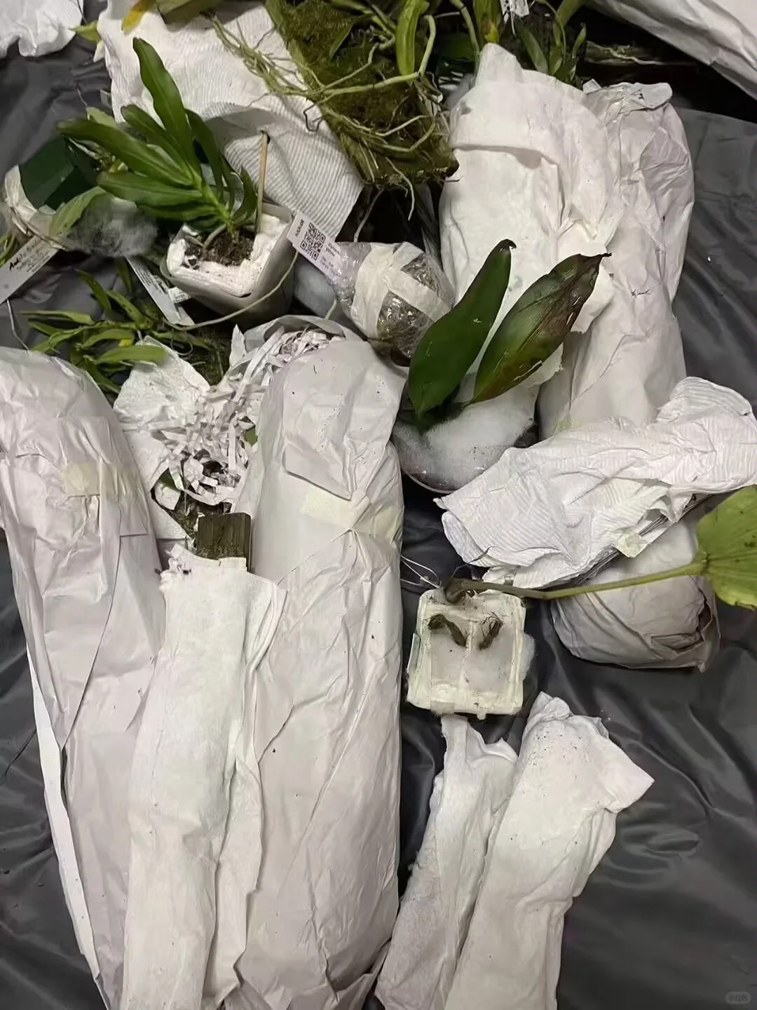 国外蔬菜种子无单证进口