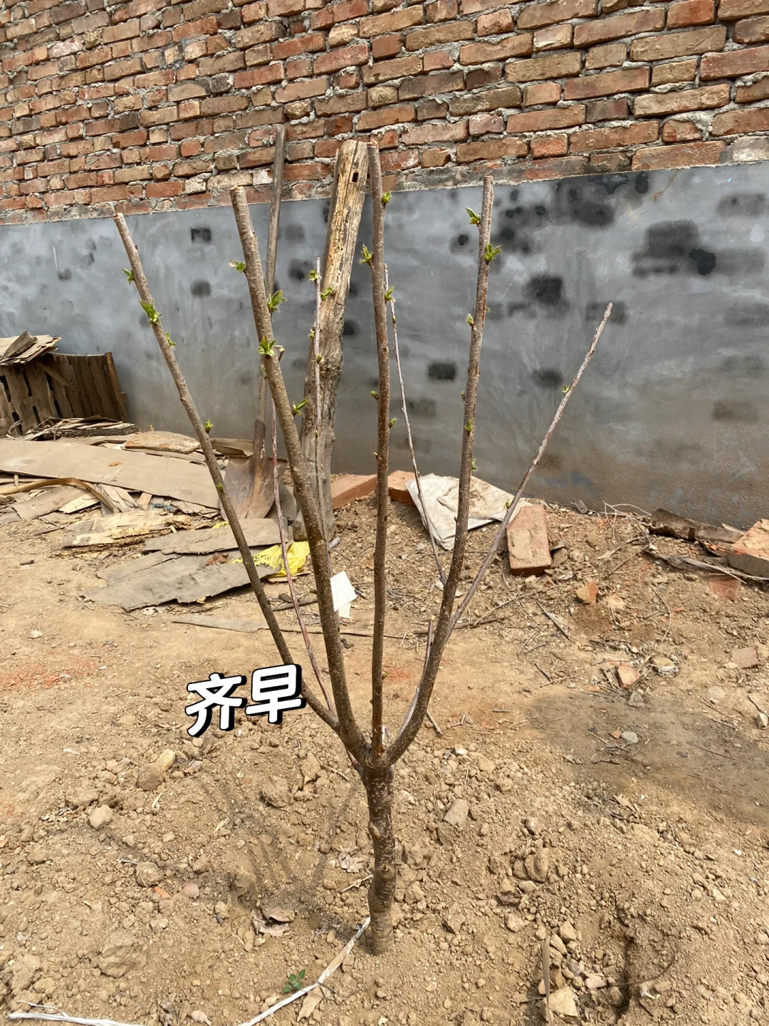 关于两颗樱桃树成长的故事?