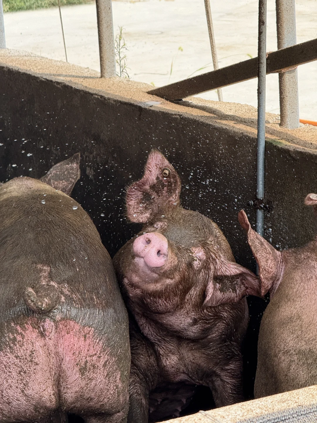 在猪圈里大学生用AI养猪