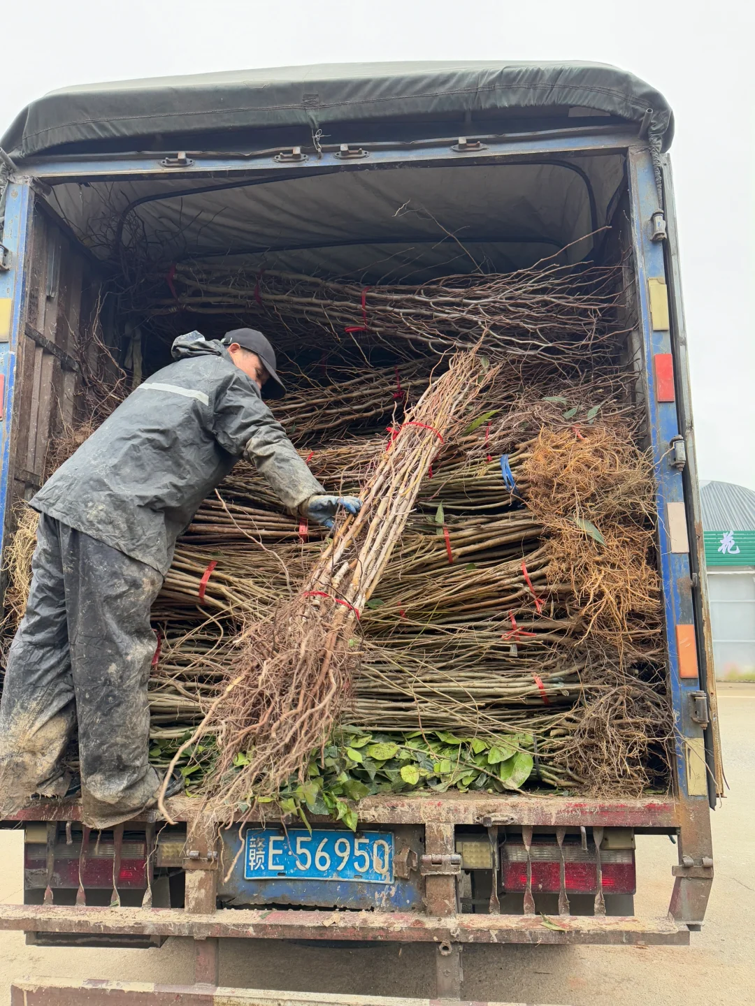 两天一更新? 苗木批发 ???