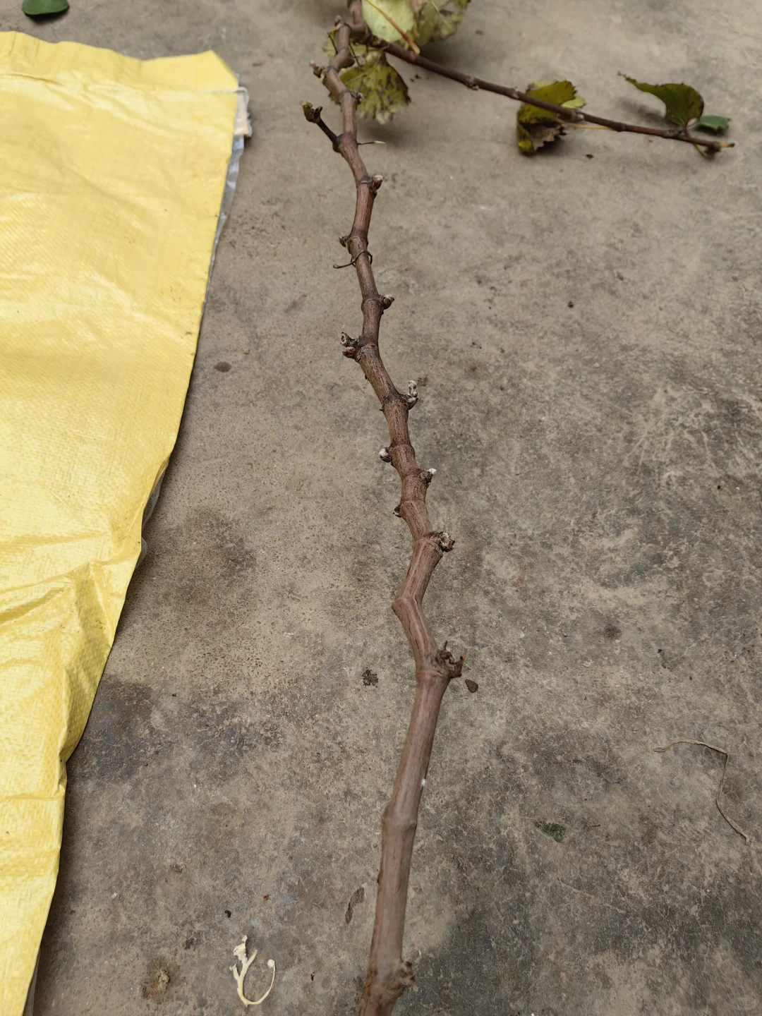 又是被夸的一天！?买葡萄送枝条