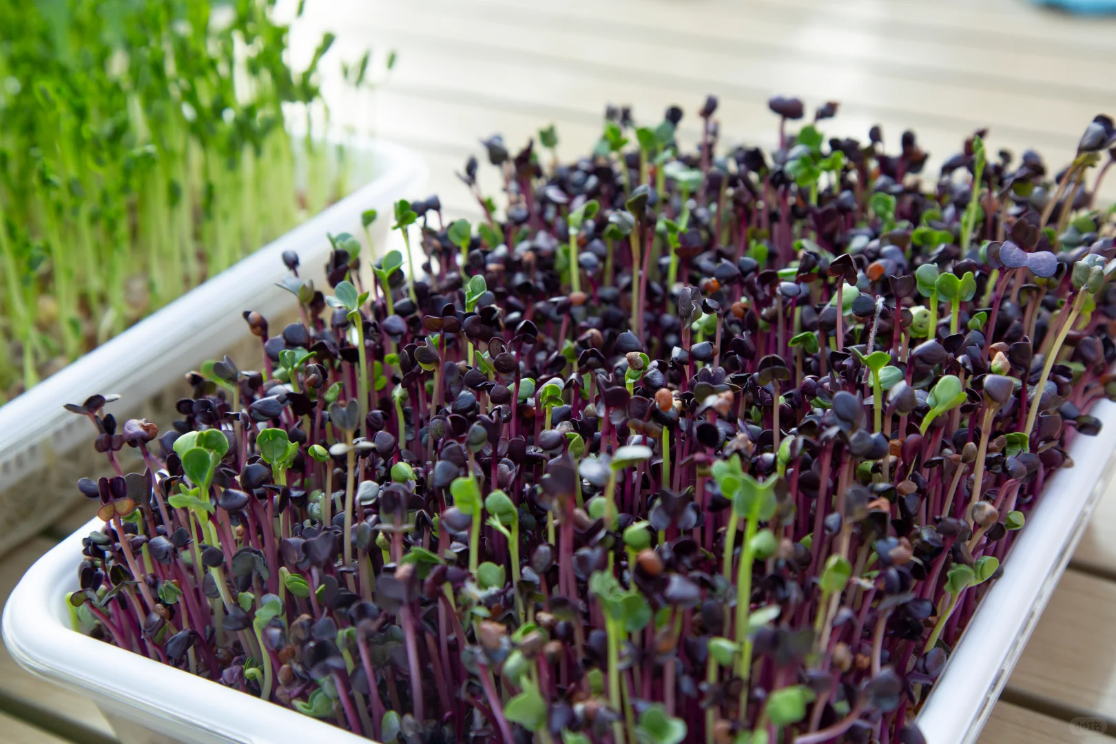 今天起，我家实现「有机蔬菜自由」