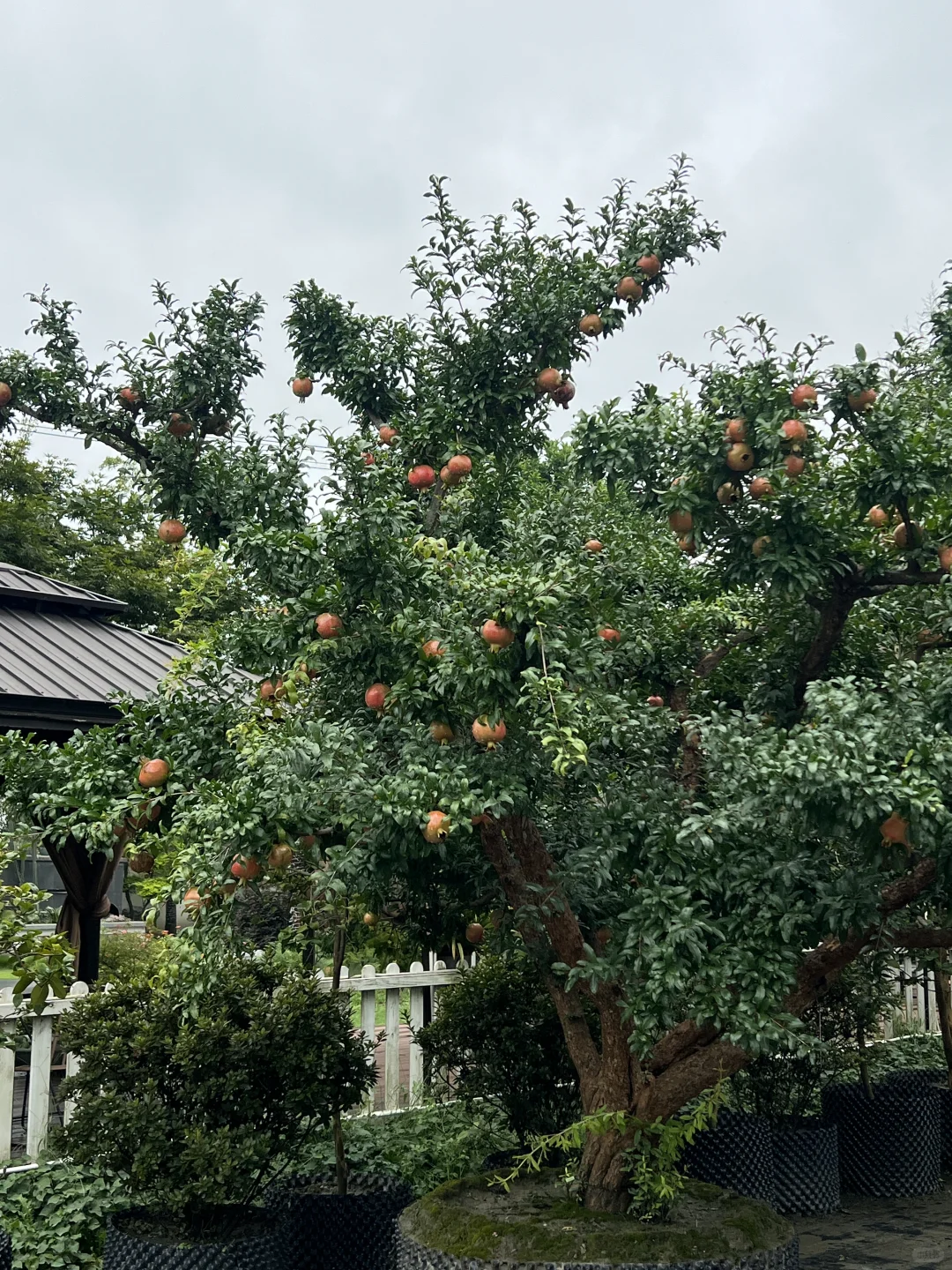 又到了吃石榴的季节了